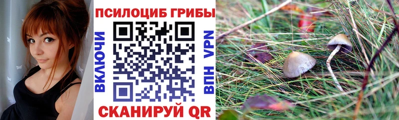 Купить где  Глазов  Псилоцибиновые грибы GOLDEN TEACHER 